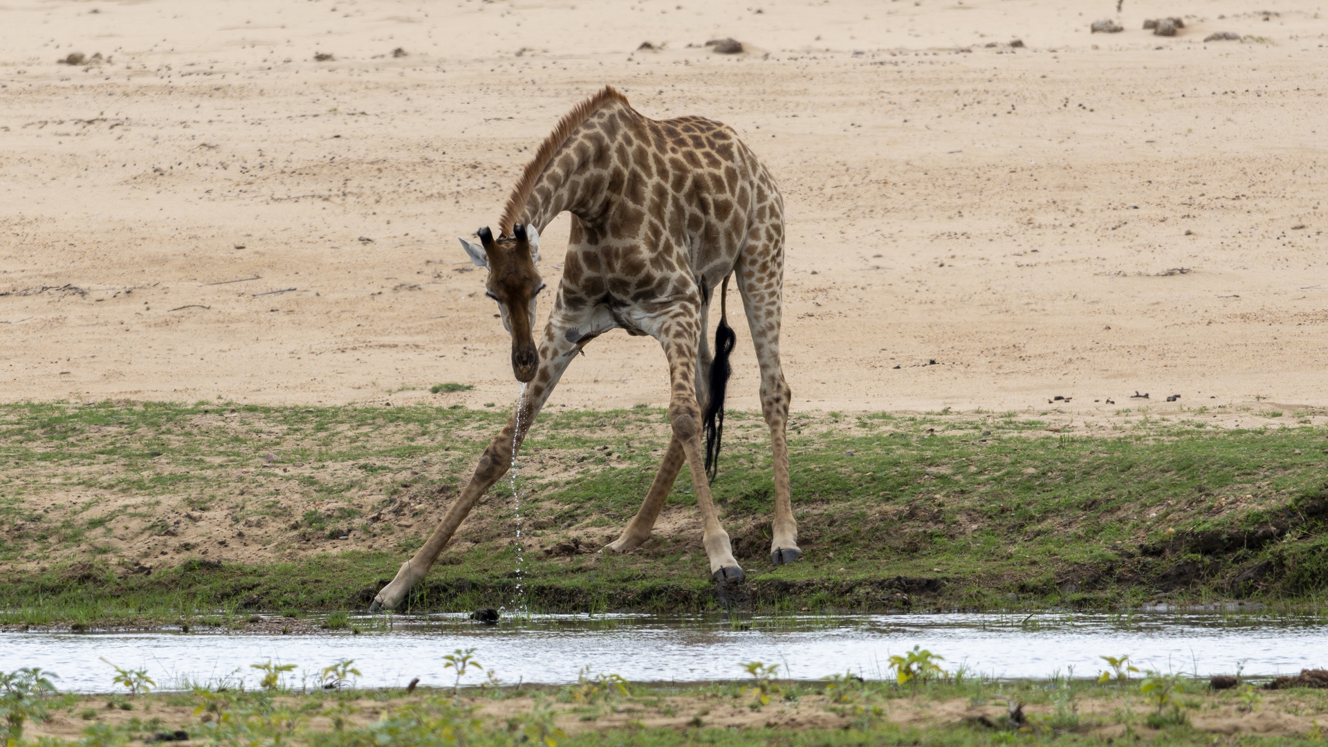 Kruger25 2025 11 04 13 24 40 ILCE 1M2 2111